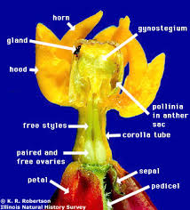 Attēlu rezultāti vaicājumam “Asclepiadaceae”