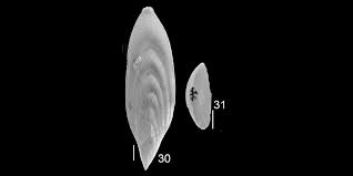 Attēlu rezultāti vaicājumam “Scapania mucronata macro”