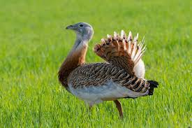 Image result for Otis tarda