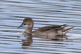 Attēlu rezultāti vaicājumam “Anas acuta male”