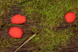 Attēlu rezultāti vaicājumam “Tubifera ferruginosa (subsp. ferruginosa) macro”