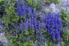 Attēlu rezultāti vaicājumam “Galega orientalis bud”