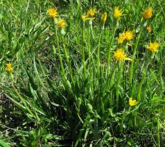 Attēlu rezultāti vaicājumam “Scorzonera humilis leaf”
