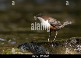 Attēlu rezultāti vaicājumam “Cinclus cinclus adult”