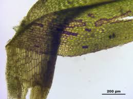 Attēlu rezultāti vaicājumam “Meesia triquetra”