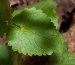 Attēlu rezultāti vaicājumam “Hesperis matronalis leaf”