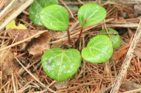Attēlu rezultāti vaicājumam “Pyrola chlorantha leaf”