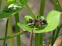 Image result for Rhyparochromus