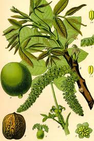 Attēlu rezultāti vaicājumam “Juglans x sinensis”