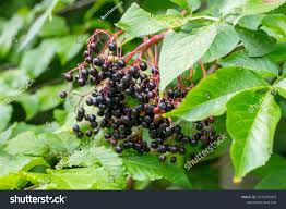 Attēlu rezultāti vaicājumam “Sambucus nigra fruit”