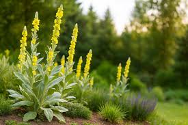 Attēlu rezultāti vaicājumam “Verbascum thapsus flower”