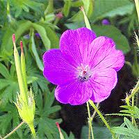 Image result for Tanacetum parthenium 'Tetraweiss'