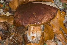 Attēlu rezultāti vaicājumam “Boletus pinophilus”