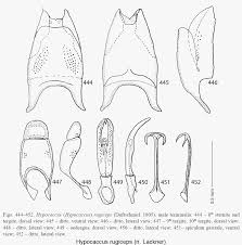 Attēlu rezultāti vaicājumam “Hypocaccus rugiceps”