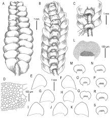 Attēlu rezultāti vaicājumam “Calypogeia neesiana”