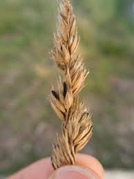 Attēlu rezultāti vaicājumam “Claviceps purpurea”