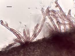 Attēlu rezultāti vaicājumam “Lemanea fluviatilis”