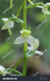 Attēlu rezultāti vaicājumam “Platanthera chlorantha flower”