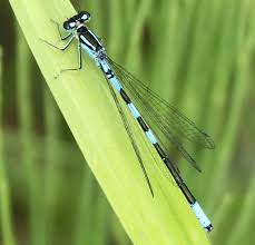 Attēlu rezultāti vaicājumam “Coenagrion armatum male”