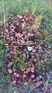 Attēlu rezultāti vaicājumam “Jungermannia sphaerocarpa sporophyte”