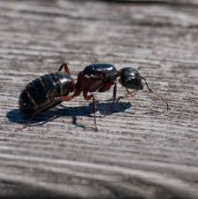 Attēlu rezultāti vaicājumam “Camponotus herculeanus”