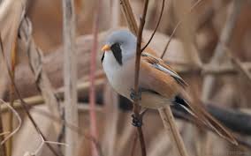 Attēlu rezultāti vaicājumam “Panurus biarmicus male”