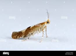 Attēlu rezultāti vaicājumam “Argyresthia pruniella”