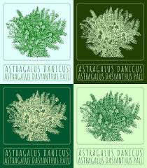 Attēlu rezultāti vaicājumam “Astragalus danicus”