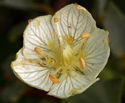 Attēlu rezultāti vaicājumam “Parnassia palustris leaf”