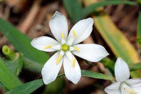 Attēlu rezultāti vaicājumam “Ornithogalum umbellatum”