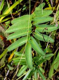 Attēlu rezultāti vaicājumam “Sanguisorba officinalis leaf”