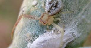 Attēlu rezultāti vaicājumam “Thomisidae”