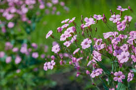 Attēlu rezultāti vaicājumam “Gypsophila muralis fruit”