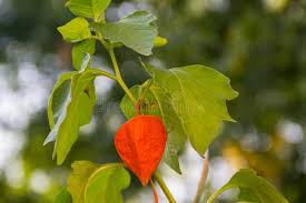 Attēlu rezultāti vaicājumam “Physalis alkekengi leaf”