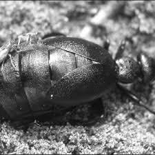 Attēlu rezultāti vaicājumam “Notoxus monoceros”