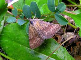 Attēlu rezultāti vaicājumam “Phytometra viridaria”