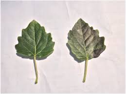 Attēlu rezultāti vaicājumam “Populus x berolinensis leaf”