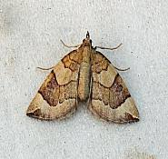 Attēlu rezultāti vaicājumam “Eulithis testata”