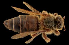 Attēlu rezultāti vaicājumam “Apis mellifera”