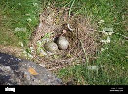 Attēlu rezultāti vaicājumam “Larus argentatus eggs”
