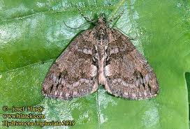 Attēlu rezultāti vaicājumam “Hydriomena impluviata”