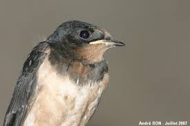 Attēlu rezultāti vaicājumam “Hirundo rustica juvenile”