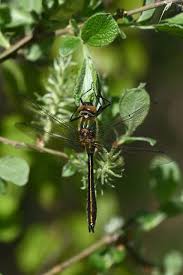 Attēlu rezultāti vaicājumam “Cordulia aenea”