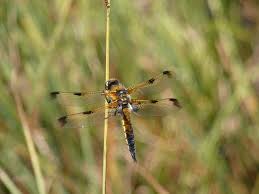 Attēlu rezultāti vaicājumam “Libellula quadrimaculata”
