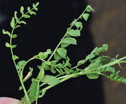 Attēlu rezultāti vaicājumam “Astragalus arenarius leaf”