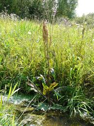 Attēlu rezultāti vaicājumam “Rumex aquaticus bud”