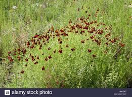 Image result for Ratibida columnifera