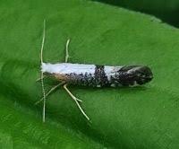 Attēlu rezultāti vaicājumam “Argyresthia spinosella”