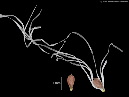 Attēlu rezultāti vaicājumam “Trichophorum alpinum fruit”