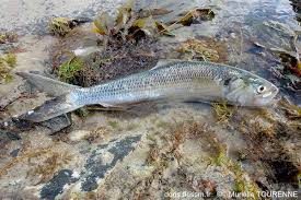 Image result for Alosa fallax